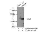 DGCR8 Antibody in Immunoprecipitation (IP)