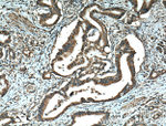 EEF1D Antibody in Immunohistochemistry (Paraffin) (IHC (P))