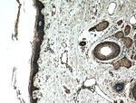 EEF1D Antibody in Immunohistochemistry (Paraffin) (IHC (P))