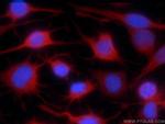 RISC Antibody in Immunocytochemistry (ICC/IF)
