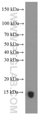PFN2 Antibody in Western Blot (WB)