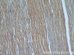 PFN2 Antibody in Immunohistochemistry (Paraffin) (IHC (P))