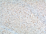 PFN2 Antibody in Immunohistochemistry (Paraffin) (IHC (P))