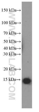 PFN2 Antibody in Western Blot (WB)