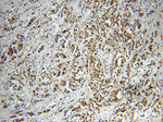 PCNA Antibody in Immunohistochemistry (Paraffin) (IHC (P))