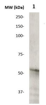 H5N1 (Influenza A virus) Antibody in Western Blot (WB)