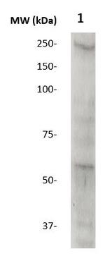 H2N2 (Influenza A virus) Antibody in Western Blot (WB)