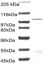 CD156b Antibody in Western Blot (WB)