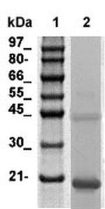 BNP/NPPB Antibody in Western Blot (WB)