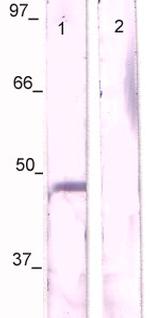 Phospho-c-Jun (Ser63) Antibody in Western Blot (WB)