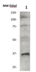 MMP-26 Antibody in Western Blot (WB)