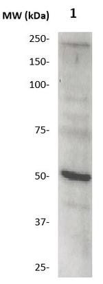 MMP-27 Antibody in Western Blot (WB)