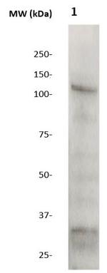 OCT-1 Antibody in Western Blot (WB)