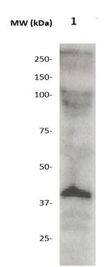 OCT-4 Antibody in Western Blot (WB)
