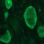 SOX-2 Antibody in Immunocytochemistry (ICC/IF)