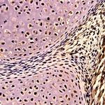 SOX-2 Antibody in Immunohistochemistry (Paraffin) (IHC (P))