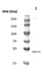 SOX-2 Antibody in Western Blot (WB)