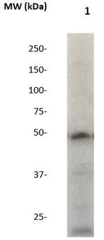SOX6 Antibody in Western Blot (WB)