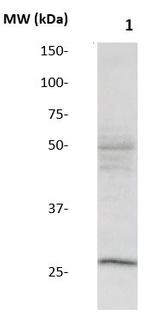 SOX-14 Antibody in Western Blot (WB)