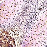 SOX-17 Antibody in Immunohistochemistry (Paraffin) (IHC (P))