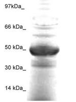 FOXA-1 Antibody in Western Blot (WB)