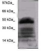 FOXA-2 Antibody in Western Blot (WB)