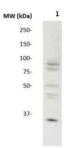 PDX-1 Antibody in Western Blot (WB)