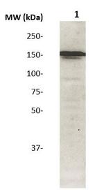 Phospho-IRS1 (Tyr612) Antibody in Western Blot (WB)