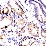 Phospho-CDC25b (Ser42) Antibody in Immunohistochemistry (Paraffin) (IHC (P))