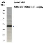 Phospho-CDC25b (Ser42) Antibody in Western Blot (WB)