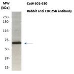 CDC25b Antibody in Western Blot (WB)