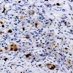 Phospho-CDC25C (Ser216) Antibody in Immunohistochemistry (Paraffin) (IHC (P))