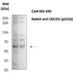 Phospho-CDC25C (Ser216) Antibody in Western Blot (WB)