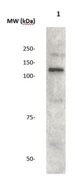 JAK2 Antibody in Western Blot (WB)