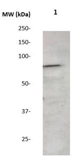 DBF4 Antibody in Western Blot (WB)