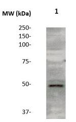 IGHA1 Antibody in Western Blot (WB)