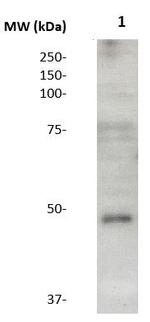 IGHA2 Antibody in Western Blot (WB)