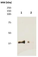Troponin T Antibody in Western Blot (WB)