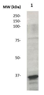 Annexin I Antibody in Western Blot (WB)