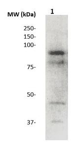 BCL-6 Antibody in Western Blot (WB)
