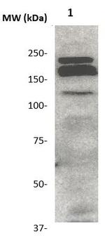FLK-1 Antibody in Western Blot (WB)