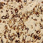 MBP Antibody in Immunohistochemistry (Paraffin) (IHC (P))
