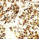 MBP Antibody in Immunohistochemistry (Paraffin) (IHC (P))