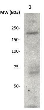 Phospho-CD136 (RON) (Tyr1238, Tyr1239) Antibody in Western Blot (WB)
