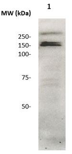 CD136 (RON) Antibody in Western Blot (WB)