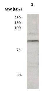 Phospho-Catenin-beta (Ser33) Antibody in Western Blot (WB)