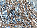 Fibromodulin Antibody in Immunohistochemistry (Paraffin) (IHC (P))