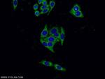 SERPINA10 Antibody in Immunocytochemistry (ICC/IF)
