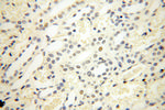 NR2F6 Antibody in Immunohistochemistry (Paraffin) (IHC (P))