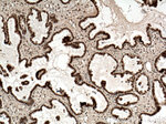 NR2F6 Antibody in Immunohistochemistry (Paraffin) (IHC (P))